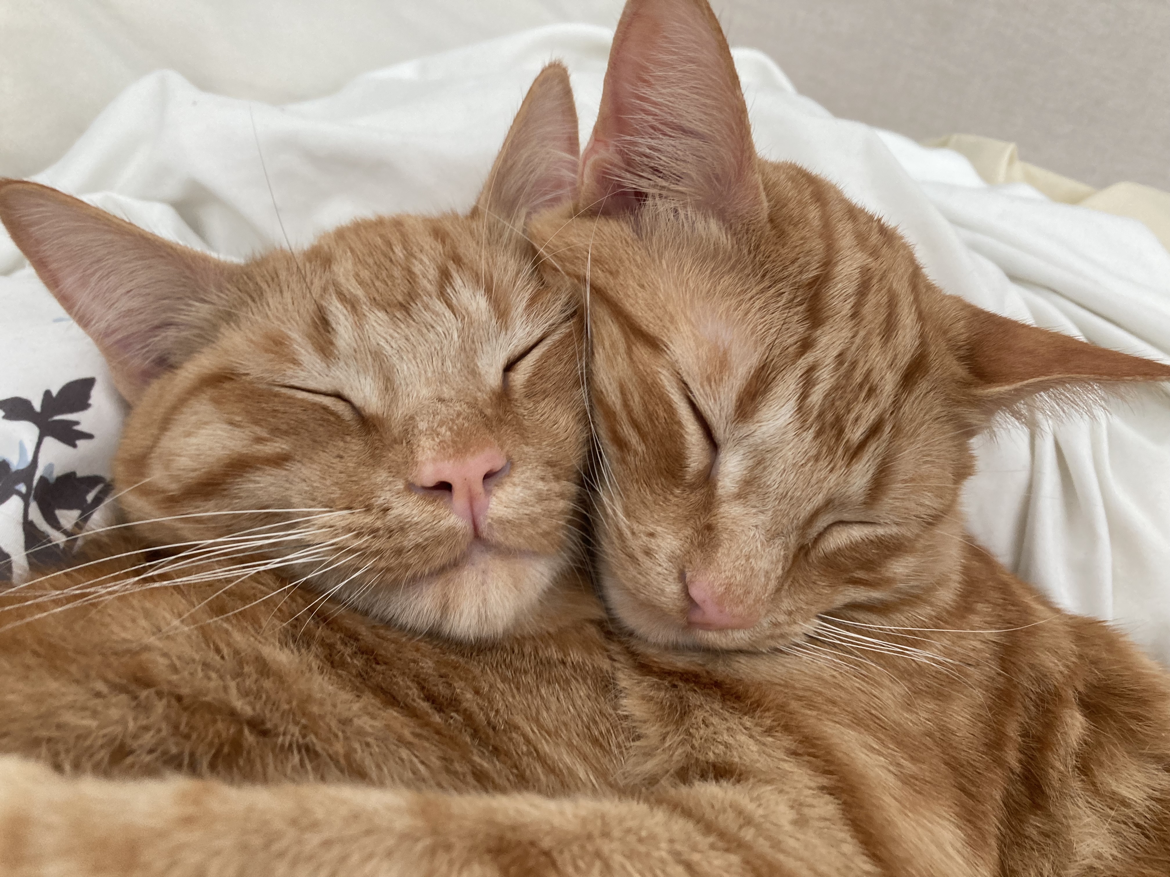 Sunny and Montie at 11 months