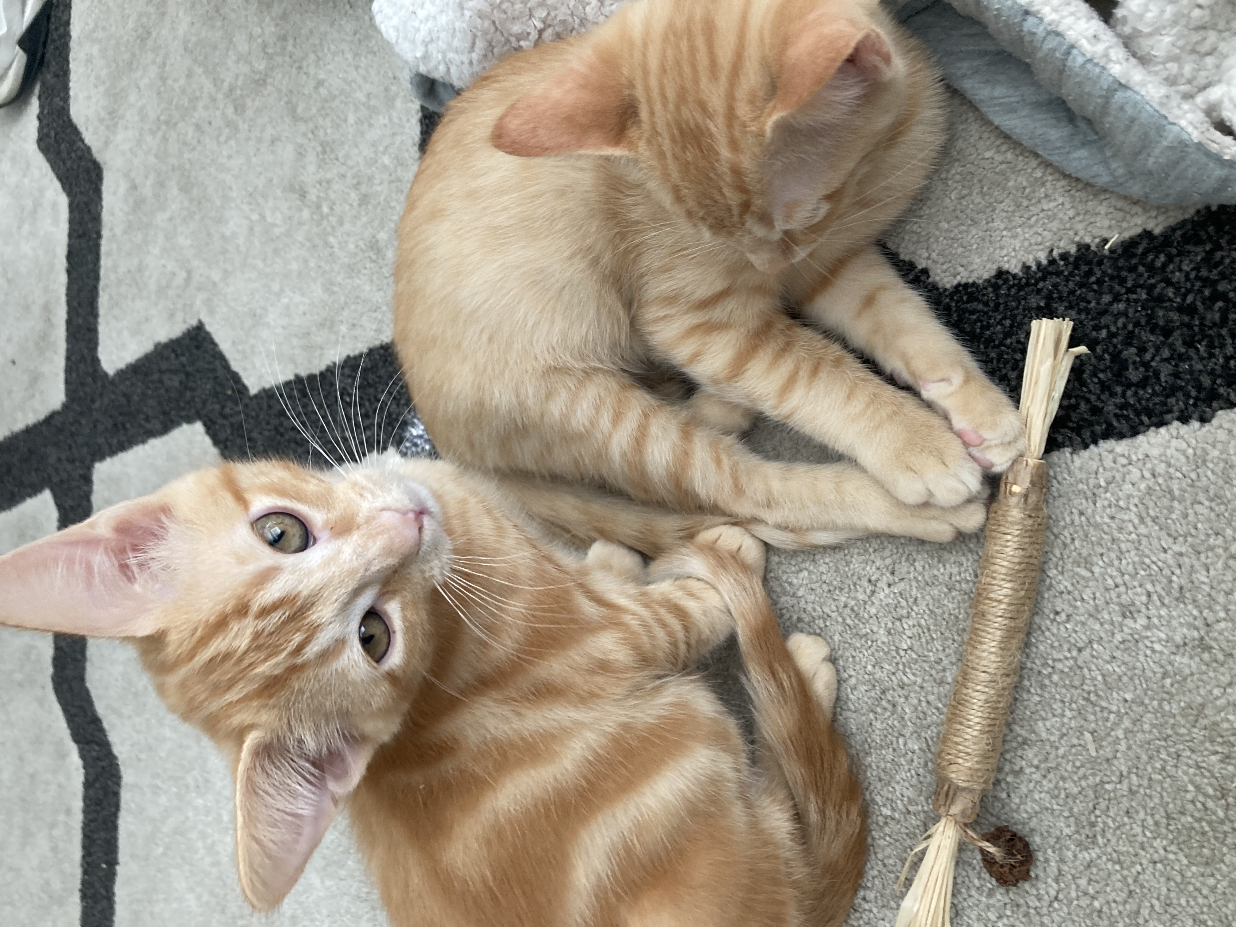 Sunny and Montie as Kittens